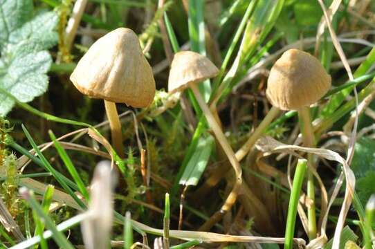 Image of Mycena olivaceomarginata (Massee) Massee 1893