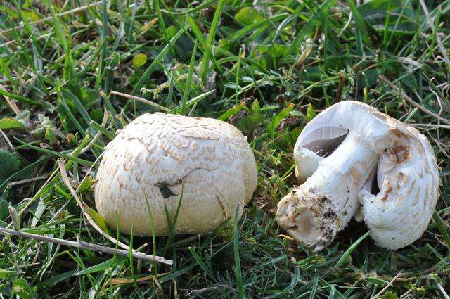 Image de Agaricus litoralis (Wakef. & A. Pearson) Pilát 1952