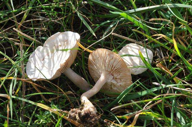 Image of Sweating mushroom