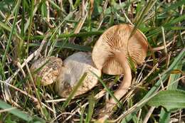 Image of Sweating mushroom