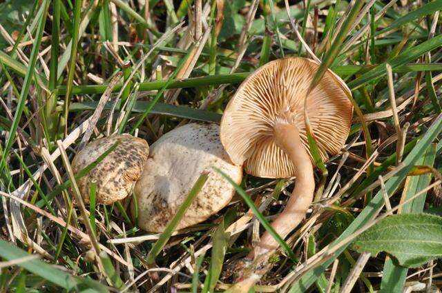 Image of Clitocybe rivulosa (Pers.) P. Kumm. 1871