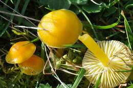 Image of waxcaps (fungi)