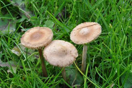 Image of Marasmius