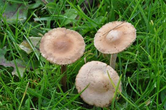 Image of Marasmius