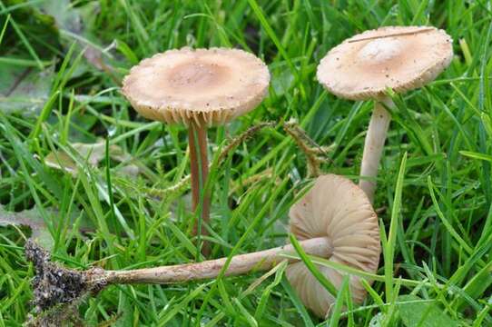 Image of Marasmius