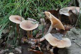 Image of Clitocybe marginella Harmaja 1969