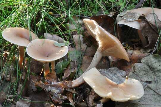 Image of Clitocybe marginella Harmaja 1969