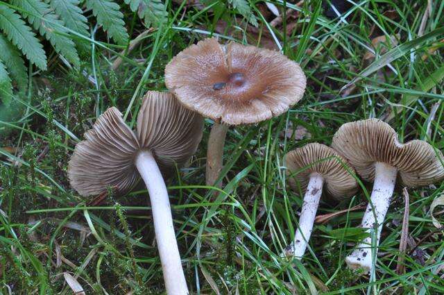 Image of Inocybe fuscidula Velen. 1920