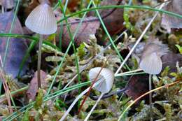 Imagem de Mycena filopes (Bull.) P. Kumm. 1871