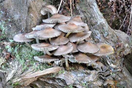 Image of Mycena inclinata (Fr.) Quél. 1872