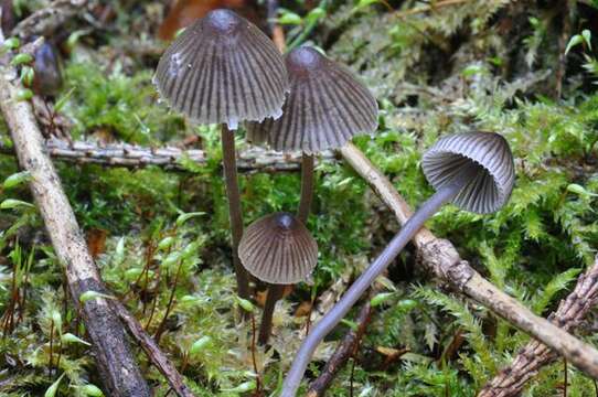 Imagem de Mycena leptocephala (Pers.) Gillet 1876