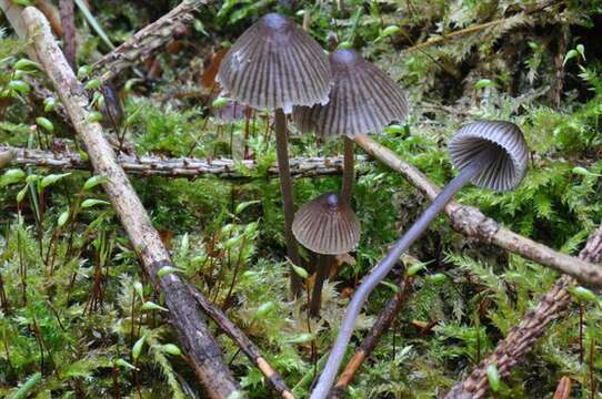 Image of Mycena leptocephala (Pers.) Gillet 1876