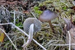 Image of Mycena megaspora Kauffman 1933