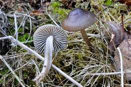 Image of Mycena megaspora Kauffman 1933