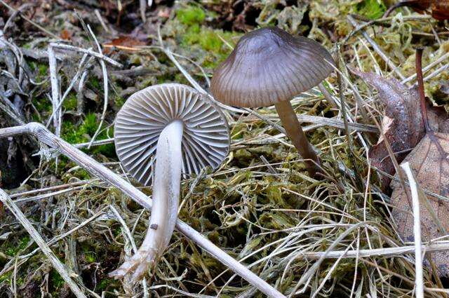 Image of Mycena megaspora Kauffman 1933