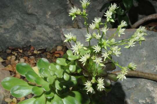 Image of aeonium