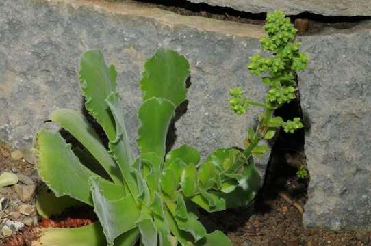 Image of Aeonium canariense (L.) Webb & Berth.