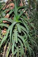 Image of aloe