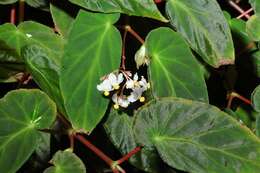 Imagem de Begonia minor Jacq.