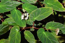 Imagem de Begonia minor Jacq.