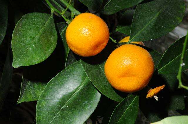 Image of citrus