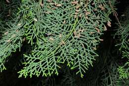 Image of cypress
