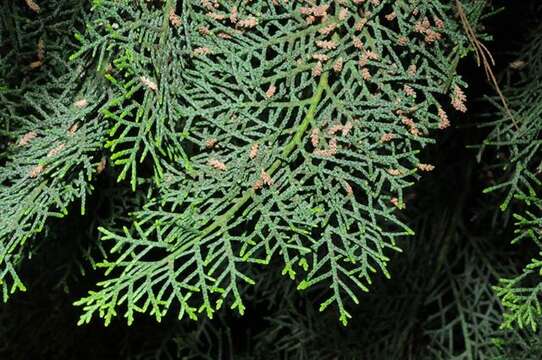 Image of cypress