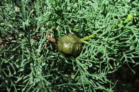 Image of Arizona Cypress