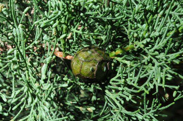 Image of Arizona Cypress