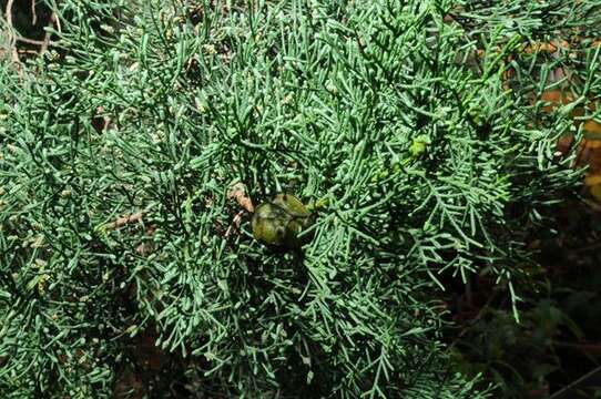 Image of Arizona Cypress