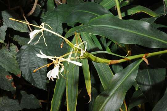 Слика од Hedychium