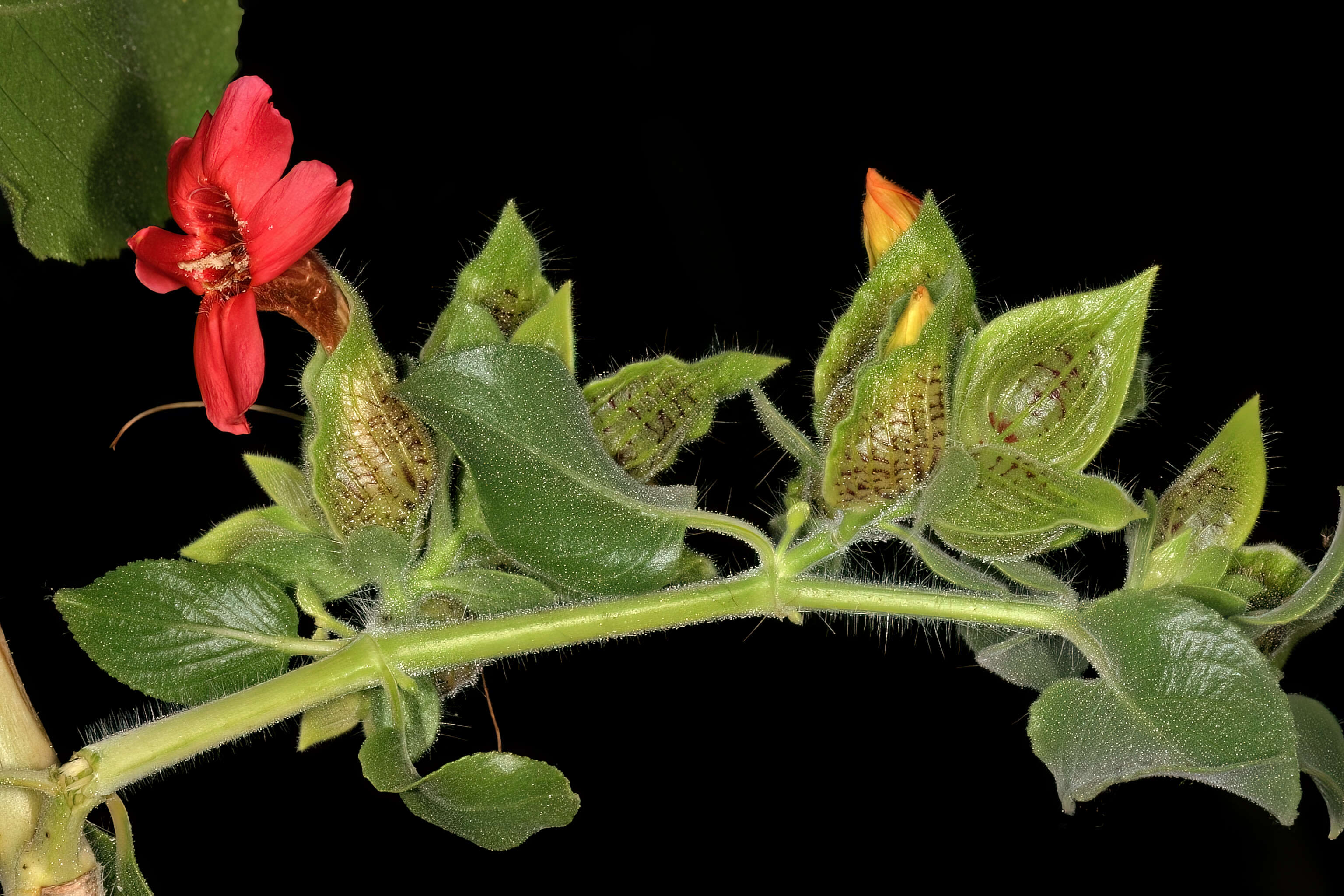 Image of Petalidium coccineum S. Moore