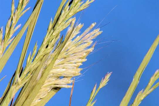 Image of goldentop grass