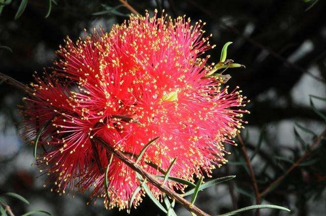 Image of melaleuca