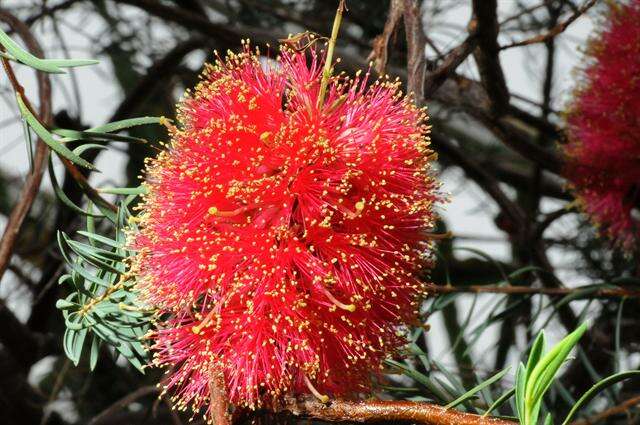 Image of melaleuca