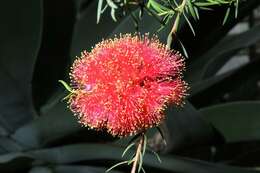 Image of melaleuca