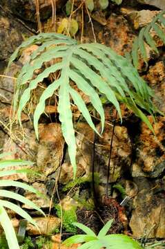 Слика од <i>Polypodium aureum</i>