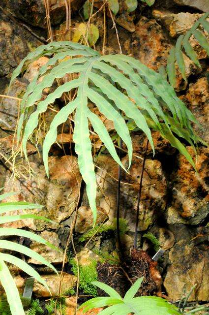 Image of <i>Polypodium aureum</i>