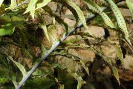 Image of <i>Polypodium aureum</i>