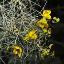 Senna artemisioides Isely resmi