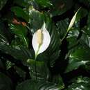 Sivun Spathiphyllum wallisii Regel kuva