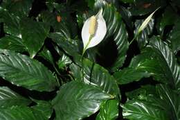 Image of peace lily