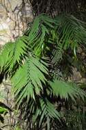 Image of fringedferns