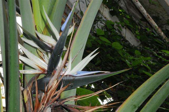 Image of bird-of-paradise family