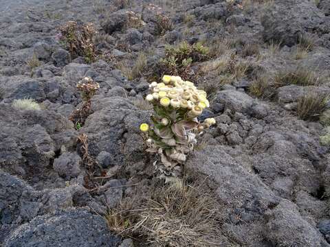 Plancia ëd Helichrysum mannii Hook. fil.