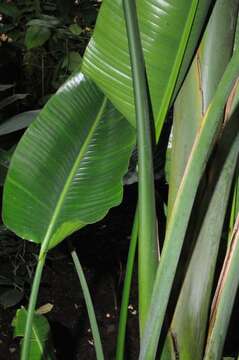 Image of bird-of-paradise family