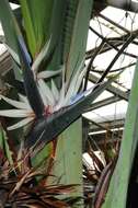 Image of bird-of-paradise family