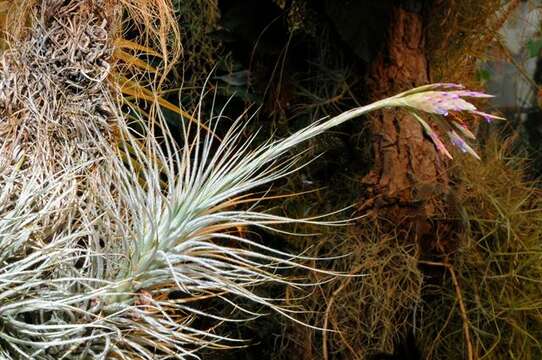 Image of Tillandsia tectorum É. Morren