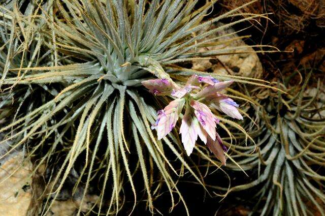 Imagem de Tillandsia tectorum É. Morren