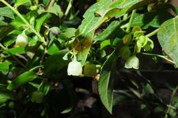 Vaccinium padifolium J. E. Sm.的圖片